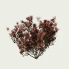 COTINUS - ROYALE-PURPLE-T2-arbre-a-perruques-arbuste-vegetation-3d-studio-l4m-fbx-Lumion