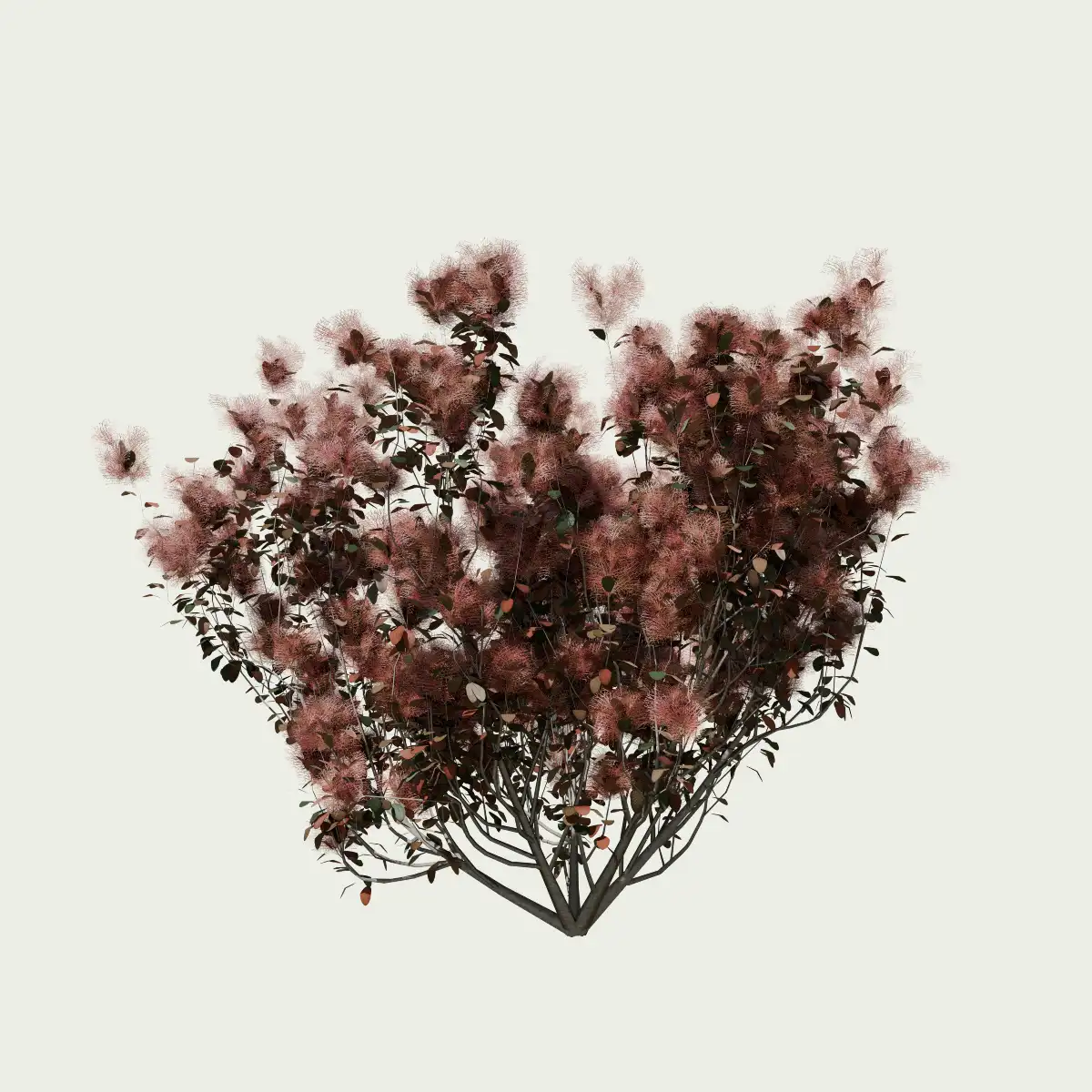 COTINUS - ROYALE-PURPLE-T2-arbre-a-perruques-arbuste-vegetation-3d-studio-l4m-fbx-Lumion