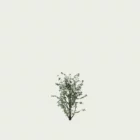 HIBISCUS-SYRIACUS-T1-althea-mauvre-arbre-Lumion-fbx-vegetation-3d-studio-l4m-arbuste