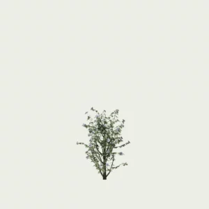 HIBISCUS-SYRIACUS-T1-althea-mauvre-arbre-Lumion-fbx-vegetation-3d-studio-l4m-arbuste