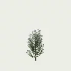 HIBISCUS-SYRIACUS-T2-althea-mauvre-arbre-Lumion-fbx-vegetation-3d-studio-l4m-arbuste