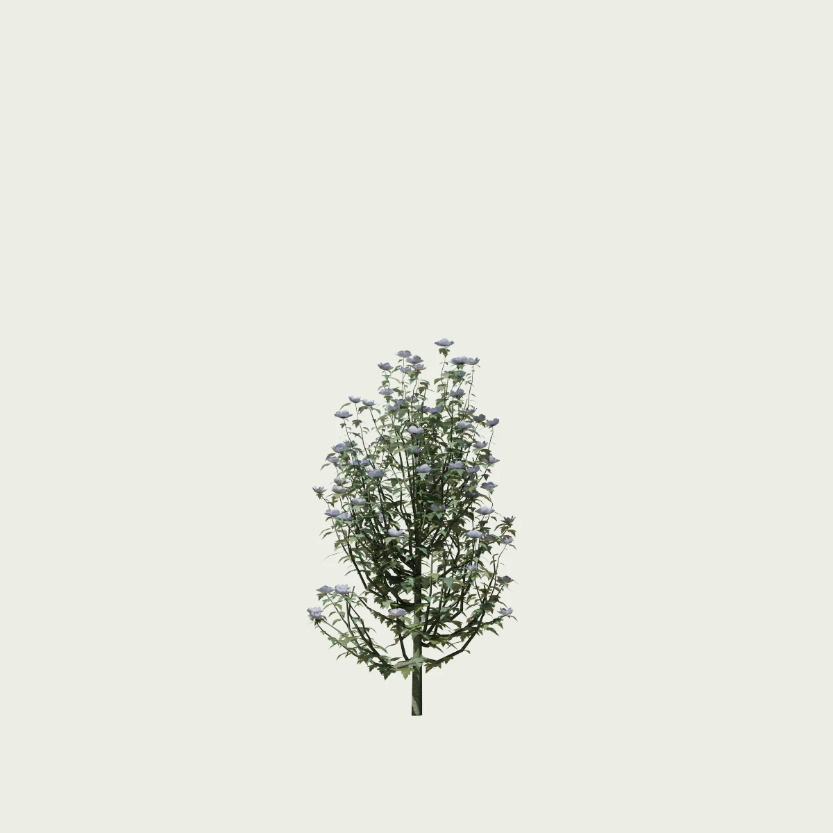 HIBISCUS-SYRIACUS-T2-althea-mauvre-arbre-Lumion-fbx-vegetation-3d-studio-l4m-arbuste