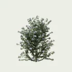 HIBISCUS-SYRIACUS-T3-althea-mauvre-arbre-Lumion-fbx-vegetation-3d-studio-l4m-arbuste