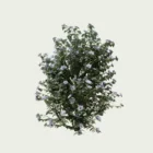 HIBISCUS-SYRIACUS-T4-althea-mauvre-arbre-Lumion-fbx-vegetation-3d-studio-l4m-arbuste