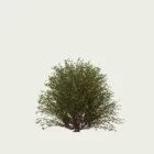 LONICERA-NITIDA-T1-chevrefeuille-a-petites-feuilles-fbx-lumion-studio-l4m-visualisation-3d-arbuste