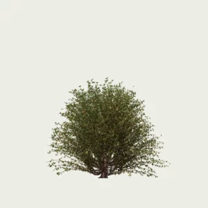 LONICERA-NITIDA-T1-chevrefeuille-a-petites-feuilles-fbx-lumion-studio-l4m-visualisation-3d-arbuste