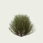 LONICERA-NITIDA-T2-chevrefeuille-a-petites-feuilles-fbx-lumion-studio-l4m-visualisation-3d-arbuste