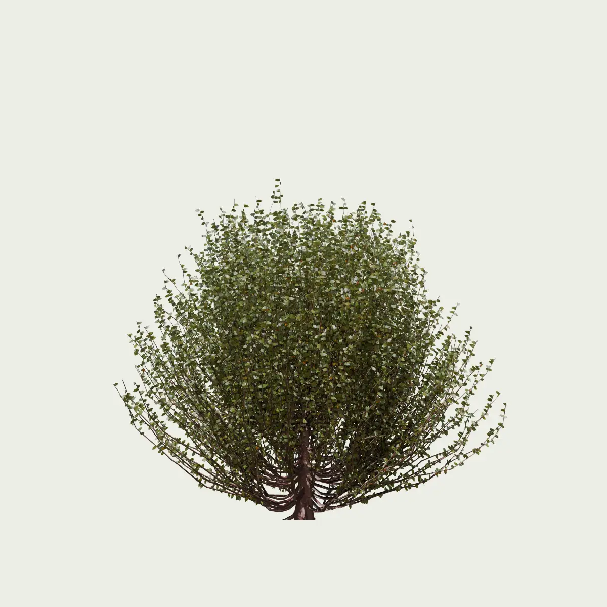 LONICERA-NITIDA-T2-chevrefeuille-a-petites-feuilles-fbx-lumion-studio-l4m-visualisation-3d-arbuste