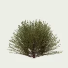 LONICERA-NITIDA-T3-chevrefeuille-a-petites-feuilles-fbx-lumion-studio-l4m-visualisation-3d-arbuste