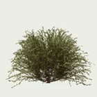 LONICERA-NITIDA-T4-chevrefeuille-a-petites-feuilles-fbx-lumion-studio-l4m-visualisation-3d-arbuste