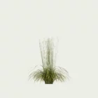 MOLINIA-ARUNDINACEA-TRANSPARENT T1-molinie-rose-transparent-graminee-lumion-fbx-studio-l4m-vegetation-3d
