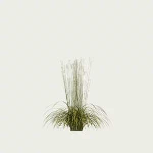 MOLINIA-ARUNDINACEA-TRANSPARENT T1-molinie-rose-transparent-graminee-lumion-fbx-studio-l4m-vegetation-3d