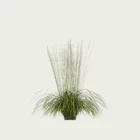 MOLINIA-ARUNDINACEA-TRANSPARENT-T2-molinie-rose-transparent-graminee-lumion-fbx-vegetation-3d-studio-l4m