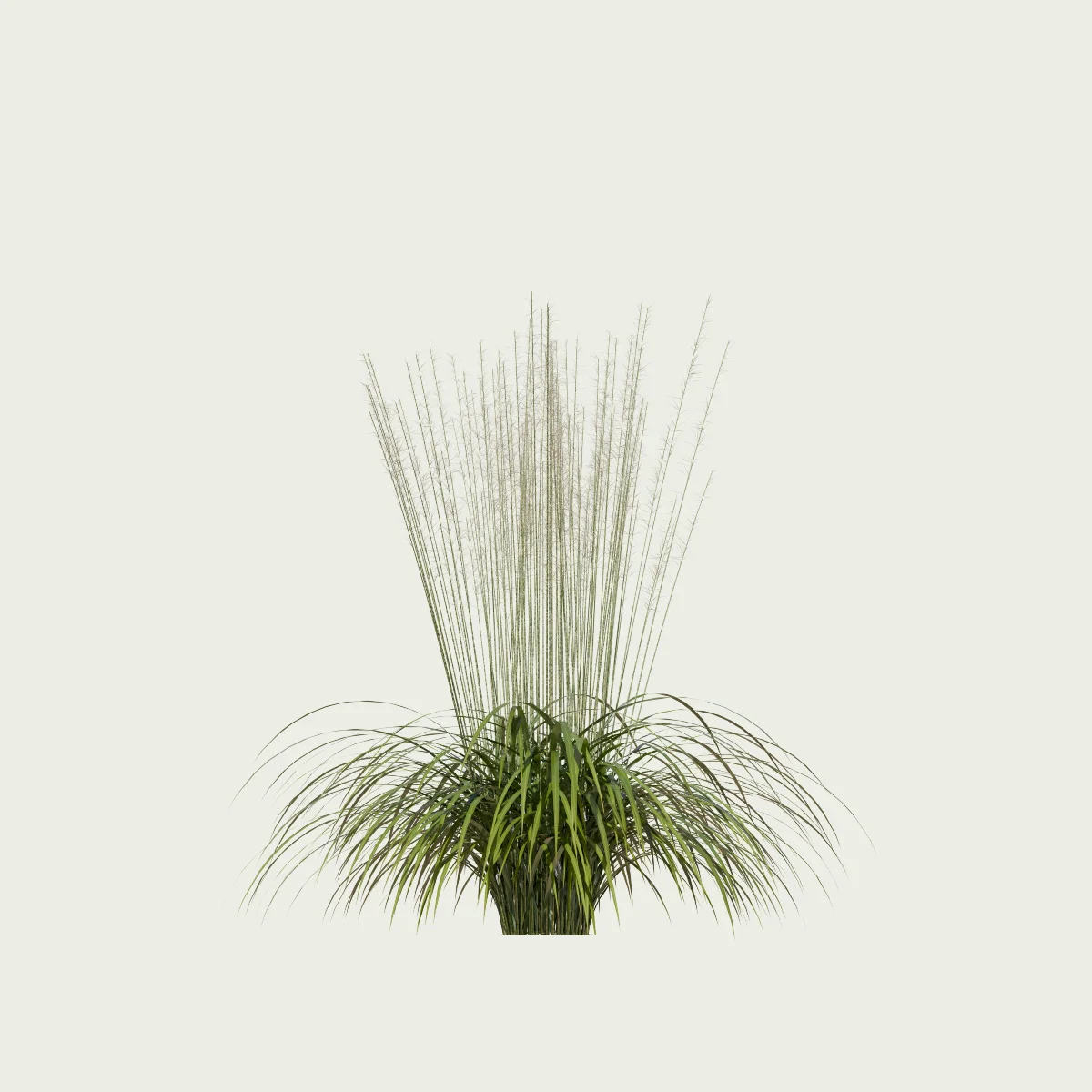 MOLINIA-ARUNDINACEA-TRANSPARENT-T2-molinie-rose-transparent-graminee-lumion-fbx-vegetation-3d-studio-l4m