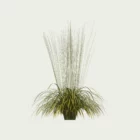 MOLINIA-ARUNDINACEA-TRANSPARENT-T3-molinie-rose-transparent-graminee-lumion-studio-l4m
