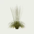 MOLINIA-ARUNDINACEA-TRANSPARENT T4-molinie-rose-transparent-graminee-vegetation-3d-studio-l4m