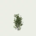 PHILADELPHUS-CORONARIUS-T1-Seringat-des-jardins-studio-l4m-vegetation-3d-jasmin-des-poetes-arbuste