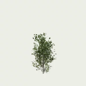 PHILADELPHUS-CORONARIUS-T1-Seringat-des-jardins-studio-l4m-vegetation-3d-jasmin-des-poetes-arbuste