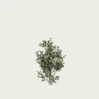 PHILADELPHUS-CORONARIUS- T2-Seringat-des-jardins-Seringat-des-jardins-studio-l4m-vegetation-3d-jasmin-des-poetes-arbuste
