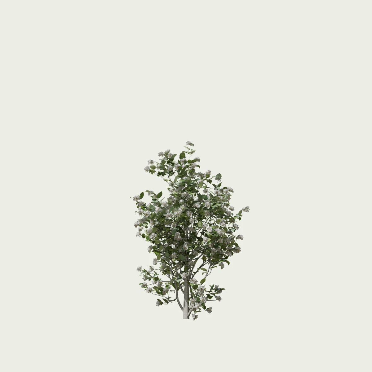 PHILADELPHUS-CORONARIUS- T2-Seringat-des-jardins-Seringat-des-jardins-studio-l4m-vegetation-3d-jasmin-des-poetes-arbuste