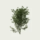 PHILADELPHUS-CORONARIUS- T3-Seringat-des-jardins-Seringat-des-jardins-studio-l4m-vegetation-3d-jasmin-des-poetes-arbuste