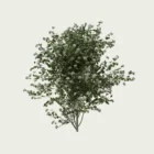 PHILADELPHUS-CORONARIUS- T4-Seringat-des-jardins-studio-l4m-vegetation-3d-jasmin-des-poetes-arbuste