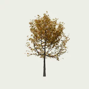 PRUNUS-INCISA- THE BRIDE-T1-cerisier-a-fleurs-du-japon-arbuste-lumion-fbx-vegetation-3d-studio-l4m-arbre