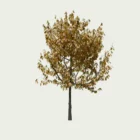 PRUNUS-INCISA -THE-BRIDE T2-cerisier-a-fleurs-du-japon-lumion-fbx-studio-l4m-vegetation-3d-arbre
