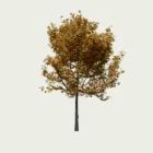 PRUNUS-INCISA-THE BRIDE T3-cerisier-a-fleurs-du-japon-lumion-fbx-studio-l4m-vegetation-3d-arbre