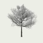 PRUNUS-INCISA - THE BRIDE T4-cerisier-a-fleurs-du-japon-lumion-fbx-studio-l4m-vegetation-3d-arbre