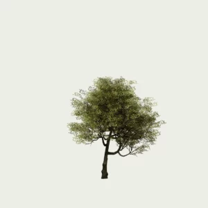 QUERCUS-ILEX T1-arbre-chene-vert-Lumion-fbx-vegetation-3d-studio-l4m-yeuse