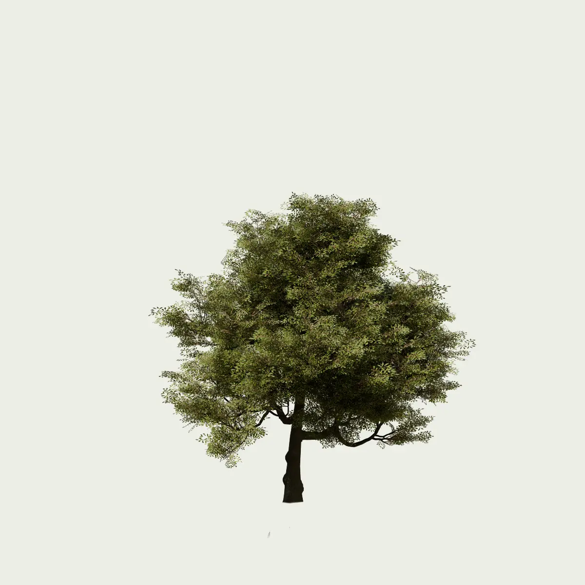 QUERCUS-ILEX-T2-arbre-chene-vert-Lumion-fbx-vegetation-3d-studio-l4m-yeuse
