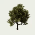 QUERCUS-ILEX-T3-arbre-chene-vert-Lumion-fbx-vegetation-3d-studio-l4m-yeuse