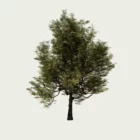 QUERCUS-ILEX -T4-arbre-chene-vert-Lumion-fbx-vegetation-3d-studio-l4m-yeuse