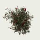 ROSA - BUISSON-T4-rosier-buisson-Lumion-fbx-arbuste-vegetation-3d-studio-l4m