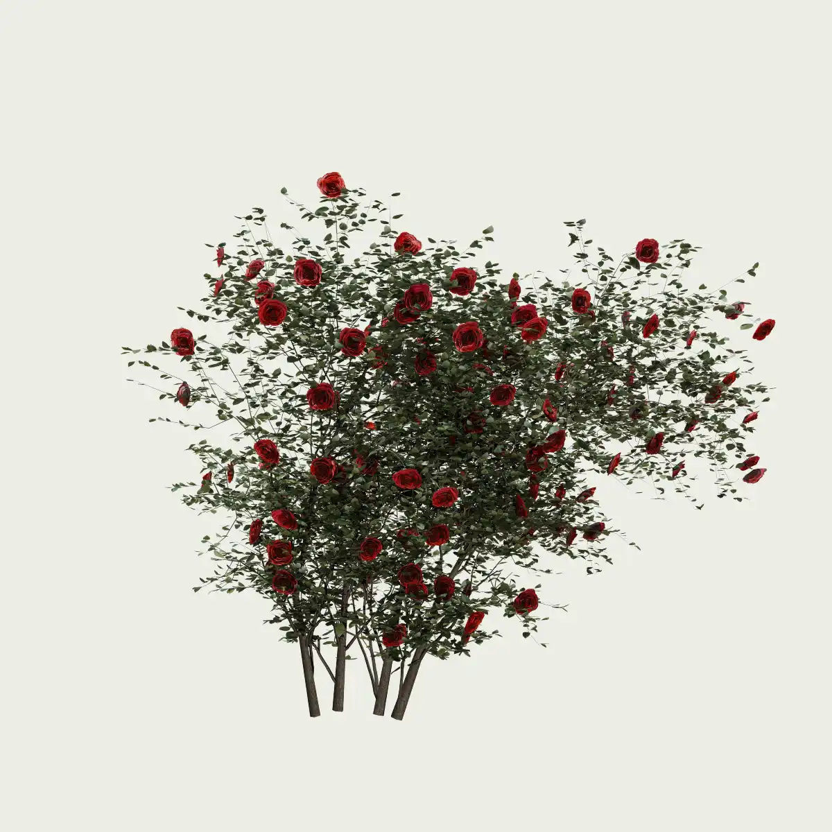 ROSA - MURAL-T3-grimpant-rouge-Lumion-fbx-studio-l4m-vegetation-3d