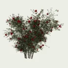 ROSA - MURAL-T4-grimpant-rouge-Lumion-fbx-studio-l4m-vegetation-3d