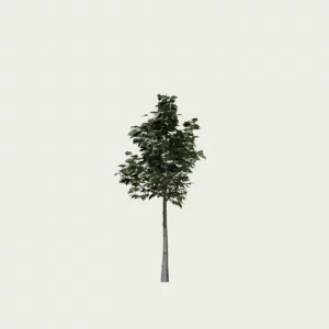TILIA-CORTADA-T1-Lumion-fbx-arbre-studio-l4m-vegetation-3d