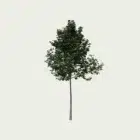 TILIA-CORTADA-T2-tilleul-petites-feuilles-Lumion-fbx-studio-l4m-vegetation-3d