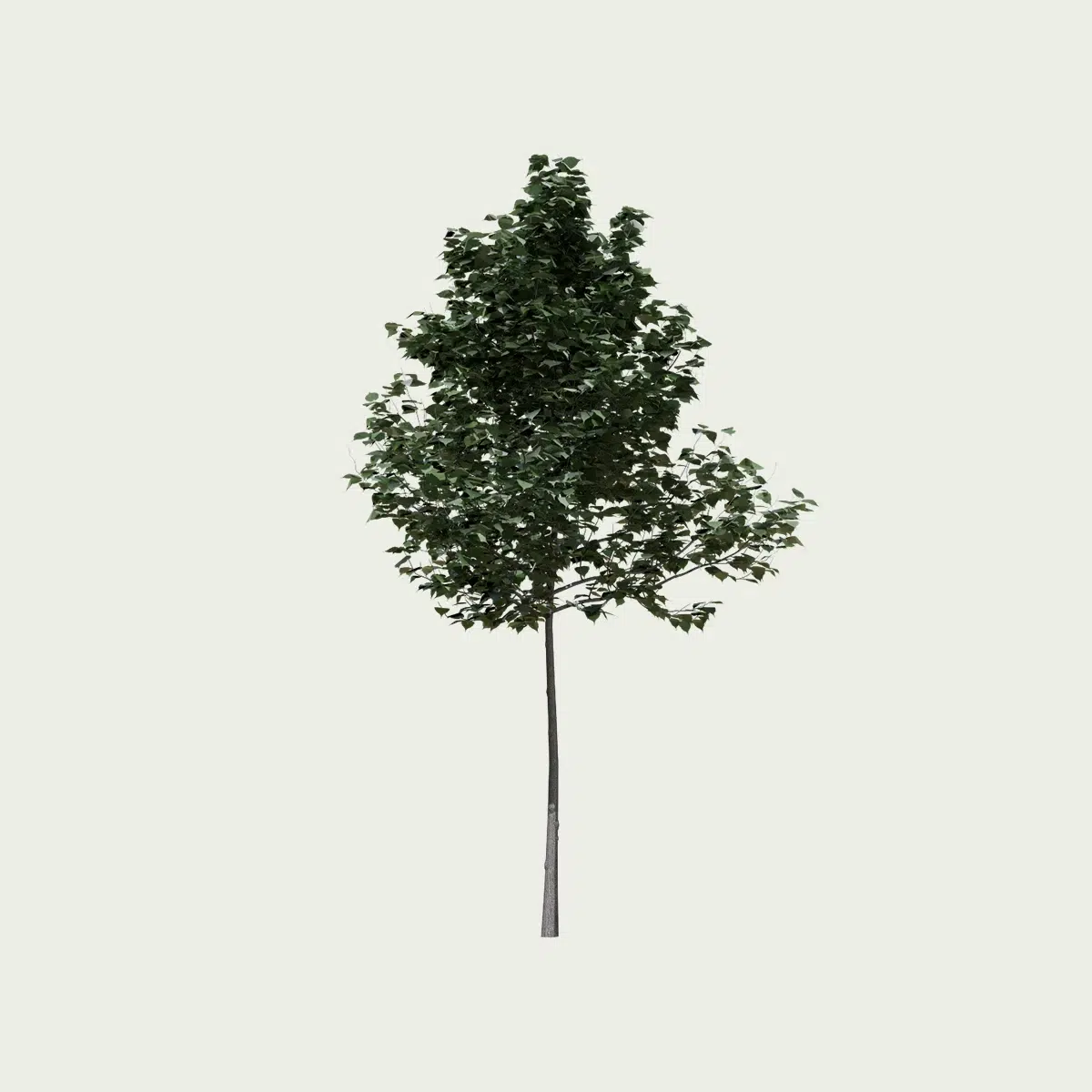 TILIA-CORTADA-T2-tilleul-petites-feuilles-Lumion-fbx-studio-l4m-vegetation-3d