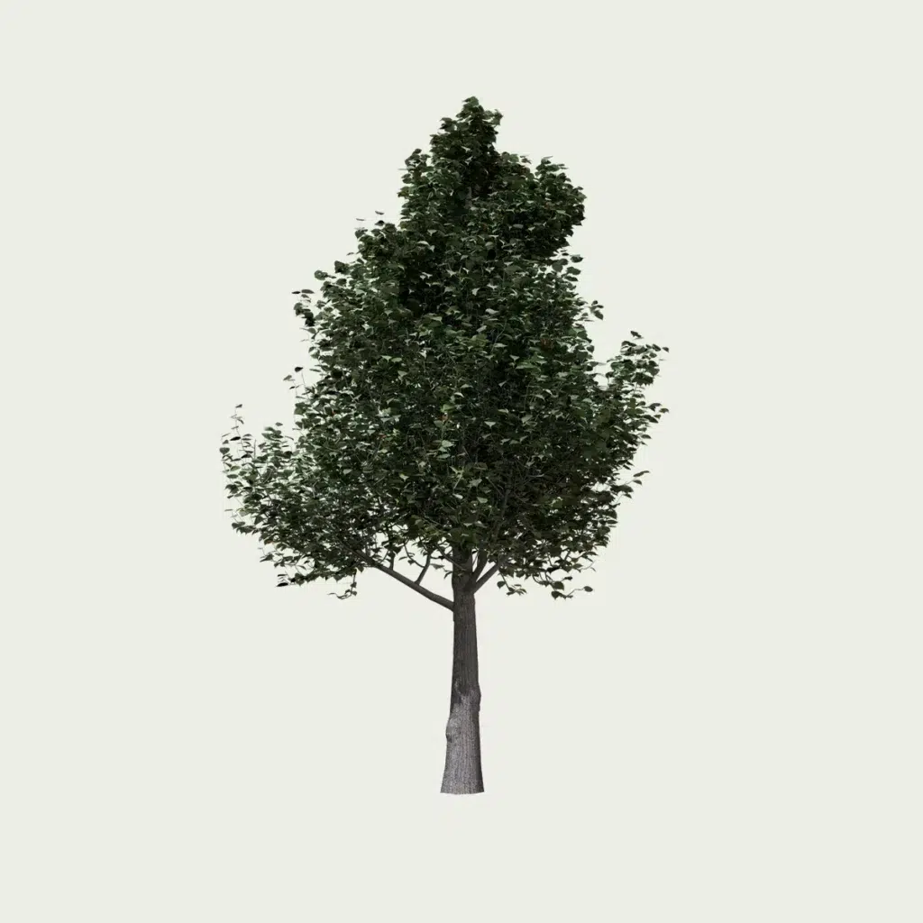 TILIA -CORTADA T3-tilleul-petites-feuilles-fbx-lumion-vegetation-3d-studio-l4m