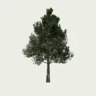 TILIA-CORTADA-T4-tilia-cordata-lumion-fbx-vegetation-3d-studio-l4m