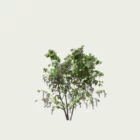 WISTERIA-T1-glycine-vegetation-3d-studio-l4m-fbx-lumion