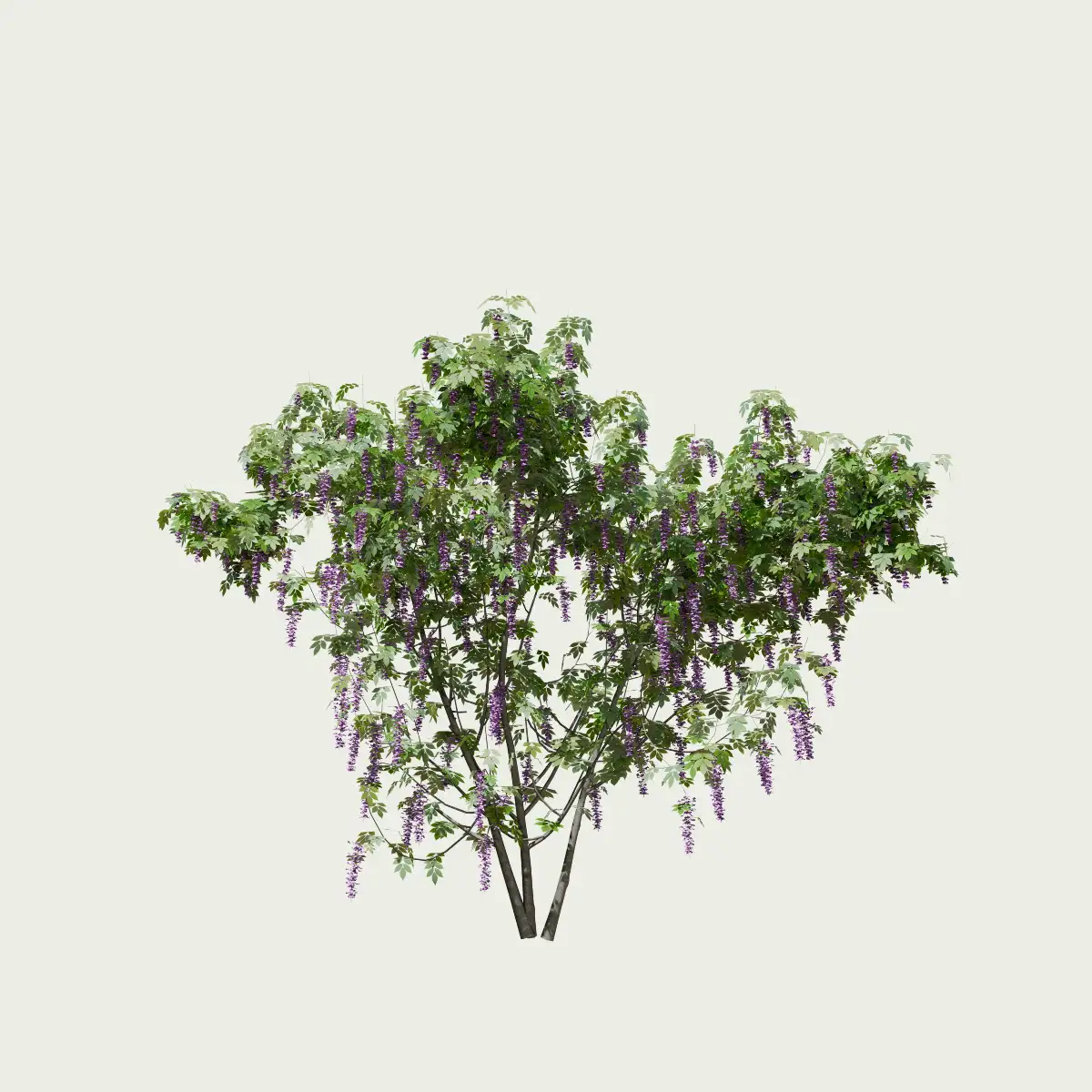 WISTERIA-T2-glycine-vegetation-3d-studio-l4m-fbx-lumion-plante