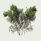 WISTERIA-T4-plantes-3d-vegetation-3d-fbx-Lumion-studio-l4m-glycine