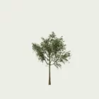 CELTIS-AUSTRALIS T1-Micocoulier -de-Provence-arbre-lumion-fbx-studio-l4m-vegetation-3d