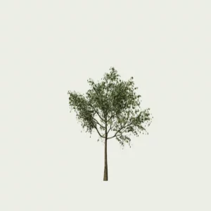 CELTIS-AUSTRALIS T1-Micocoulier -de-Provence-arbre-lumion-fbx-studio-l4m-vegetation-3d