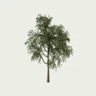 CELTIS-AUSTRALIS T3-Micocoulier-de-Provence-arbre-Lumion-fbx-studio-l4m-vegetation-3d