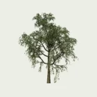 CELTIS-AUSTRALIS-T4-Micocoulier de Provence-arbre-Lumion-fbx-studio-l4m-vegetation-3d