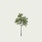 CORMUS-DOMESTIcA-T1-cornier-Lumion-fbx-arbre-fruitier-vegetation-l4m-studio